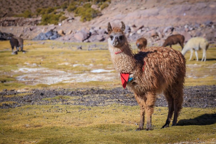 Lhama posando para foto