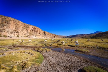 Estância Chackha e suas lhamas