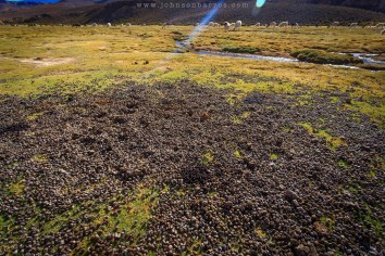 Pelotinhas deixadas pelas lhamas
