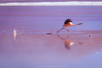 Decolagem de um Flamingo