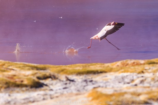 Caminhando sobre as águas.