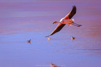 Flamingos habitam a Laguan Colorada.